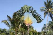 Melia Caribe Tropical 