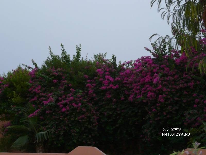 Albatros Garden Resort Albatros Garden Resort