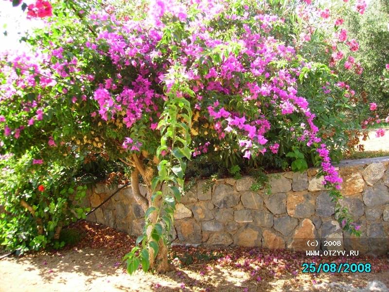 Belvedere Royal Belvedere Royal