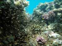 Albatros Sharm Resort ����