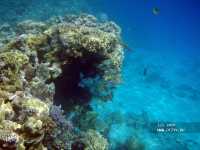 Albatros Sharm Resort ����