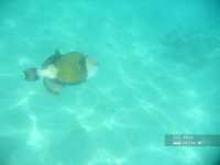 Albatros Sharm Resort ����