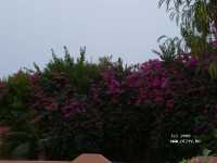 Albatros Garden Resort ����