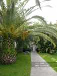 Royal Palm 