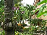 Phuket Orchid Resort 