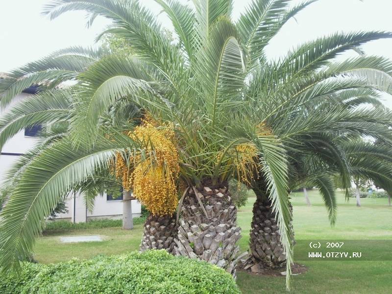 Sunrise Park Resort & Spa