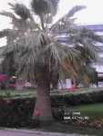 Sunrise Park Resort & Spa 