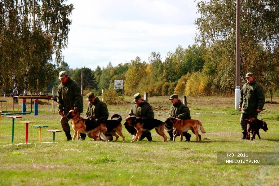 Питомник собак в крыму